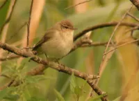 Foto: Tjiftjaf [Phylloscopus collybita] Zuid-Holland